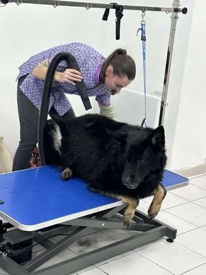 Esprit bien être animal