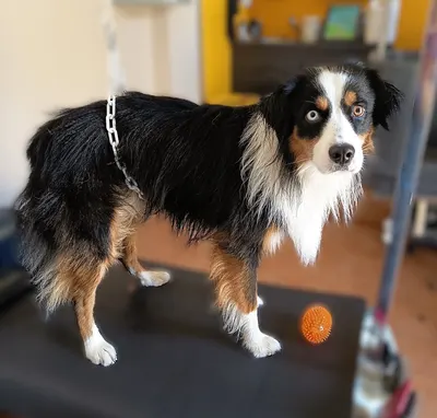 Lavage Canin - Le Bain d'O.