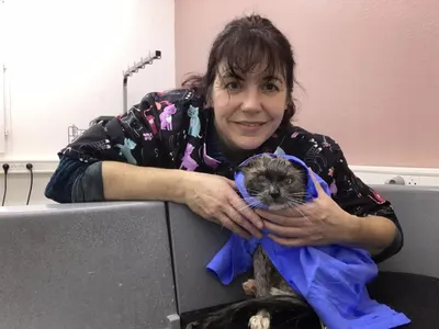 Cat And Dog Beauty