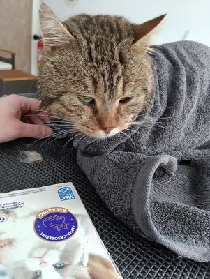 Lila Toilettage Mélanie Gourdin
