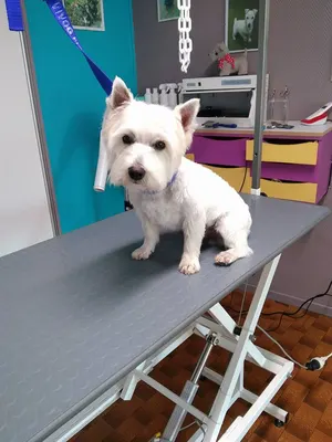 Salon Toilettage Au Bonheur Canin