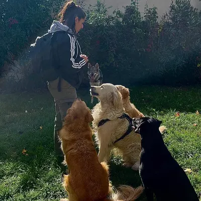 FOCUS CANIN