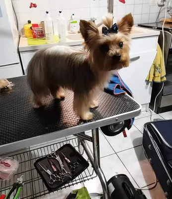 SunnyDog'sToilettage
