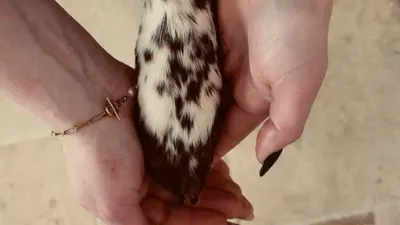 Entre Bonnes Pattes