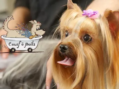 Couaf ô Poils