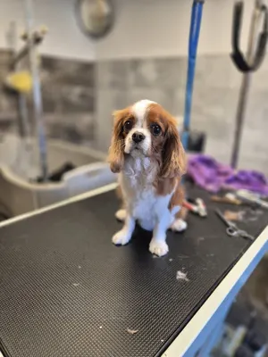 Chien beauté Tullins (Sur Rendez-vous)