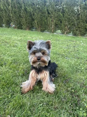 Au Look Canin