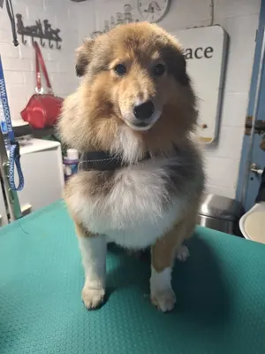 Chica Chic - Salon de toilettage et bien-être canin
