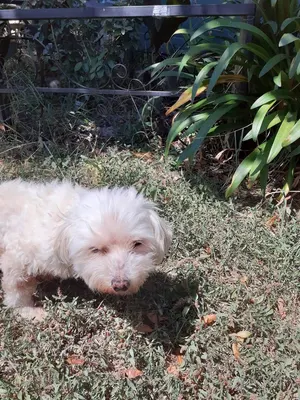 Pension Canine des Andran