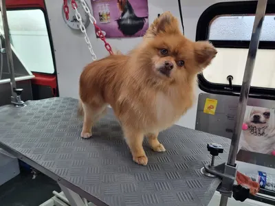 Poppy's Dog Beauty