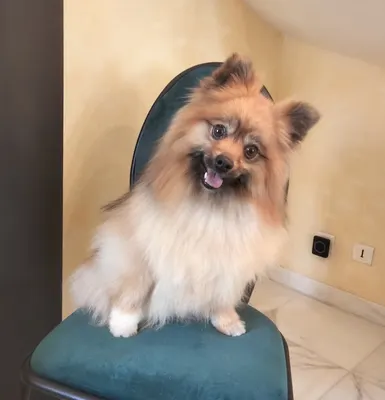 Elegance Toutou
