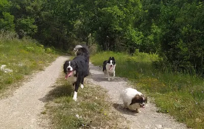 La Maison du Chien et du Chat