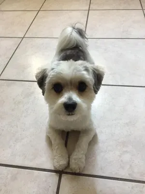 Aquazone Style Dog