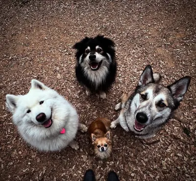 Dog Garden: Garderie Canine & Education 06 Antibes Vallauris Sophia Antipolis
