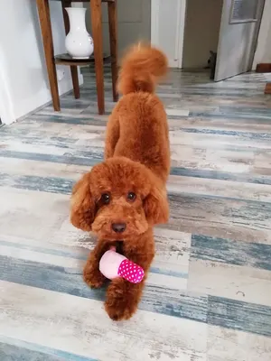 UN HAIR CANIN