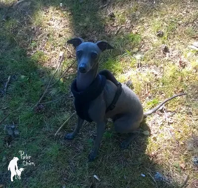 Parler Chien