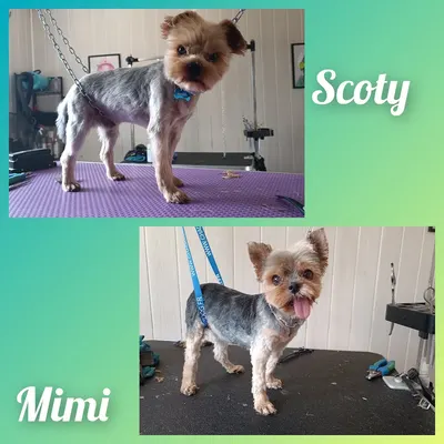 DANDY BEAUTY DOG