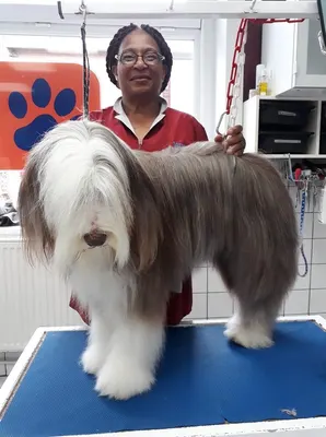 Univers canin et félin