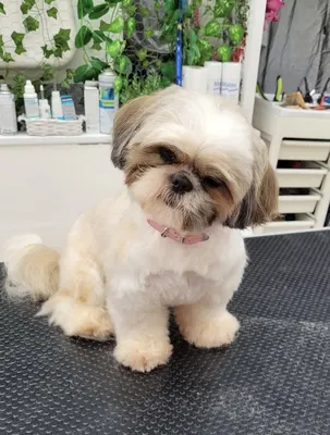Le look canin