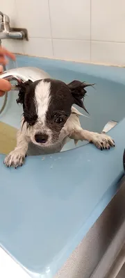 E'pilat'chien