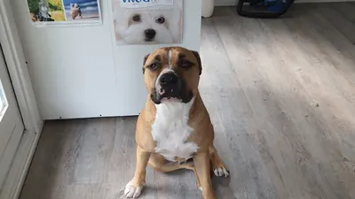 Toilettage Dog'Haircut