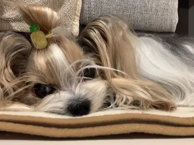 My Beauty Dog