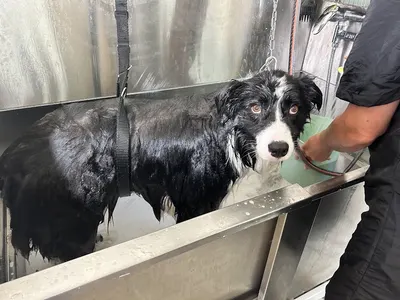 BELLA BEAUTY TOILETTAGE