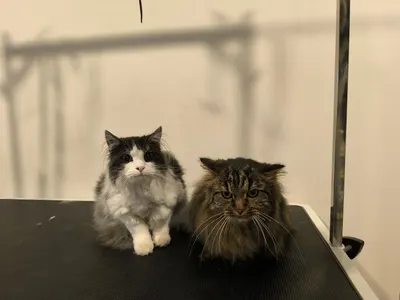 Les Patounes de Coincy