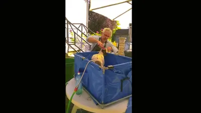 Jean Marc PEREZ / Toiletteur à Domicile