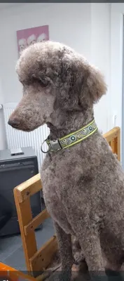 Susanne's Toilettage Hundesalon