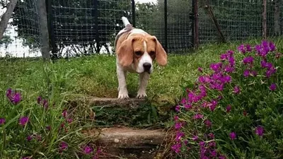 Love dog's Toilettage Canin et Félin