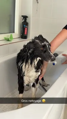 Sweety Dog