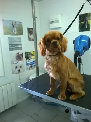 Charly Toilettage Canin (chiens et chats)