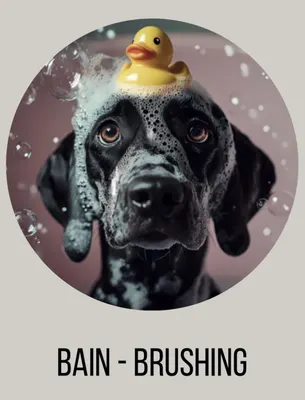 La Villa Canine