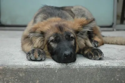 Le repaire des chiens