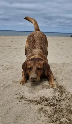 Cat Pat'Dog