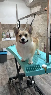 O ti club mousse
