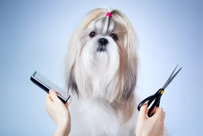 CANI'BRUSH