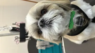 L'esthetic Canin
