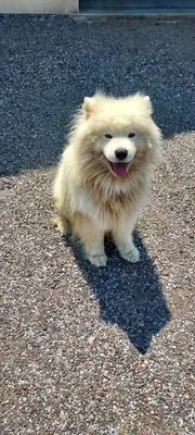 Le Chien Rêveur