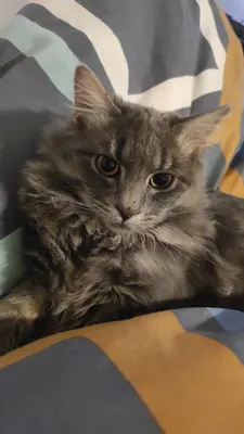 Aux Mil'Pats