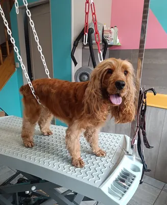 Chic Canin