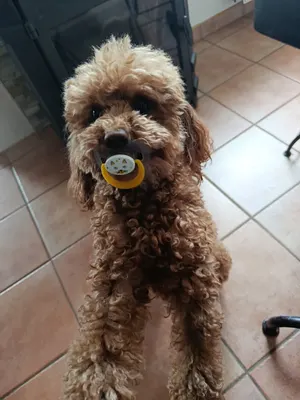 Nanou dog