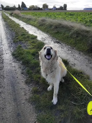 Pension Canine De L' Estoez