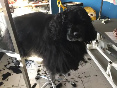 Le Caniche Royal