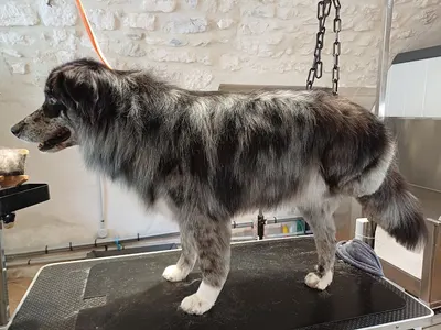 So My Dog