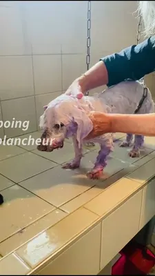 Doggy Bulle