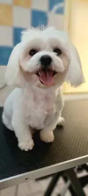 L'Esthetichien toilettage canin
