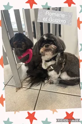 PRINCESS CANICHE