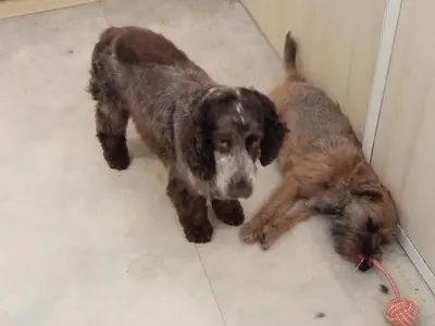 Au Ferté Chien
